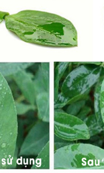 Chất hỗ trợ nông nghiệp