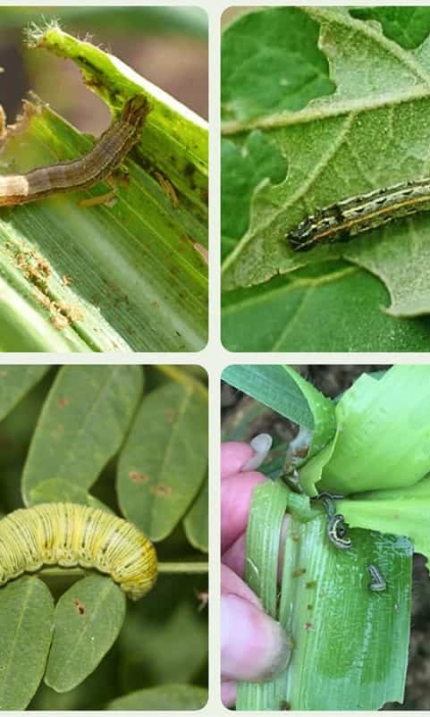 Thuốc trừ sâu