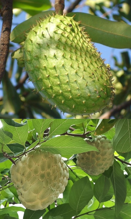 Chuyên cây Mãng Cầu