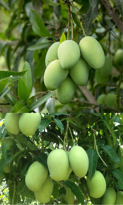 Chuyên Cây Xoài